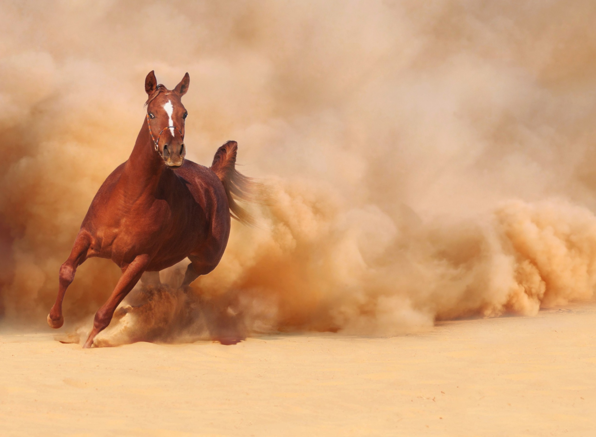 Horse Running Free And Fast wallpaper 1920x1408