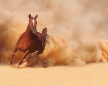 Sfondi Horse Running Free And Fast 220x176