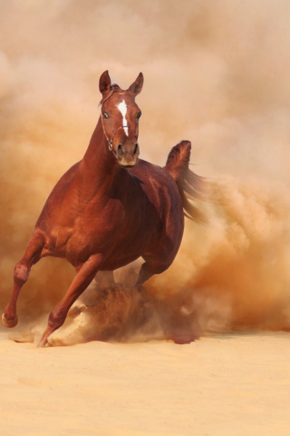Das Horse Running Free And Fast Wallpaper 320x480