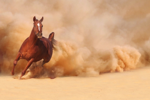 Das Horse Running Free And Fast Wallpaper 480x320