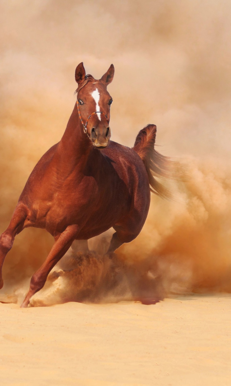 Das Horse Running Free And Fast Wallpaper 768x1280