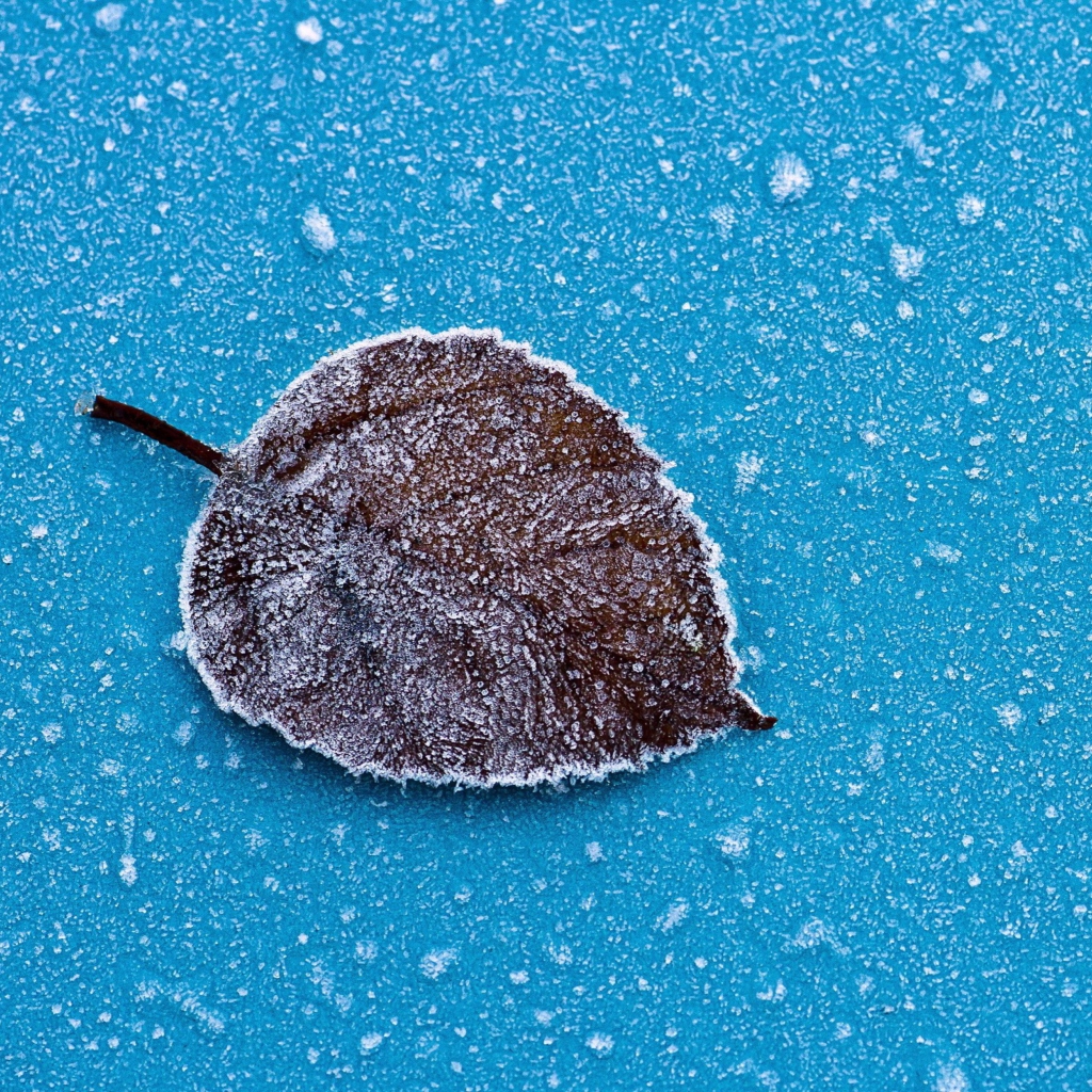 Das Frozen Leaf Wallpaper 1024x1024