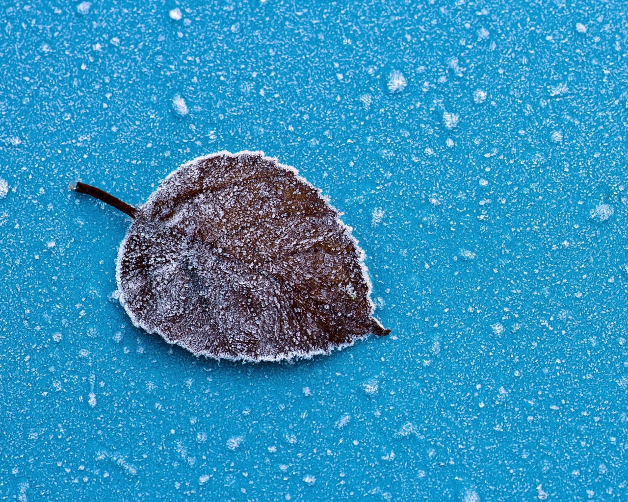 Frozen Leaf wallpaper 1280x1024