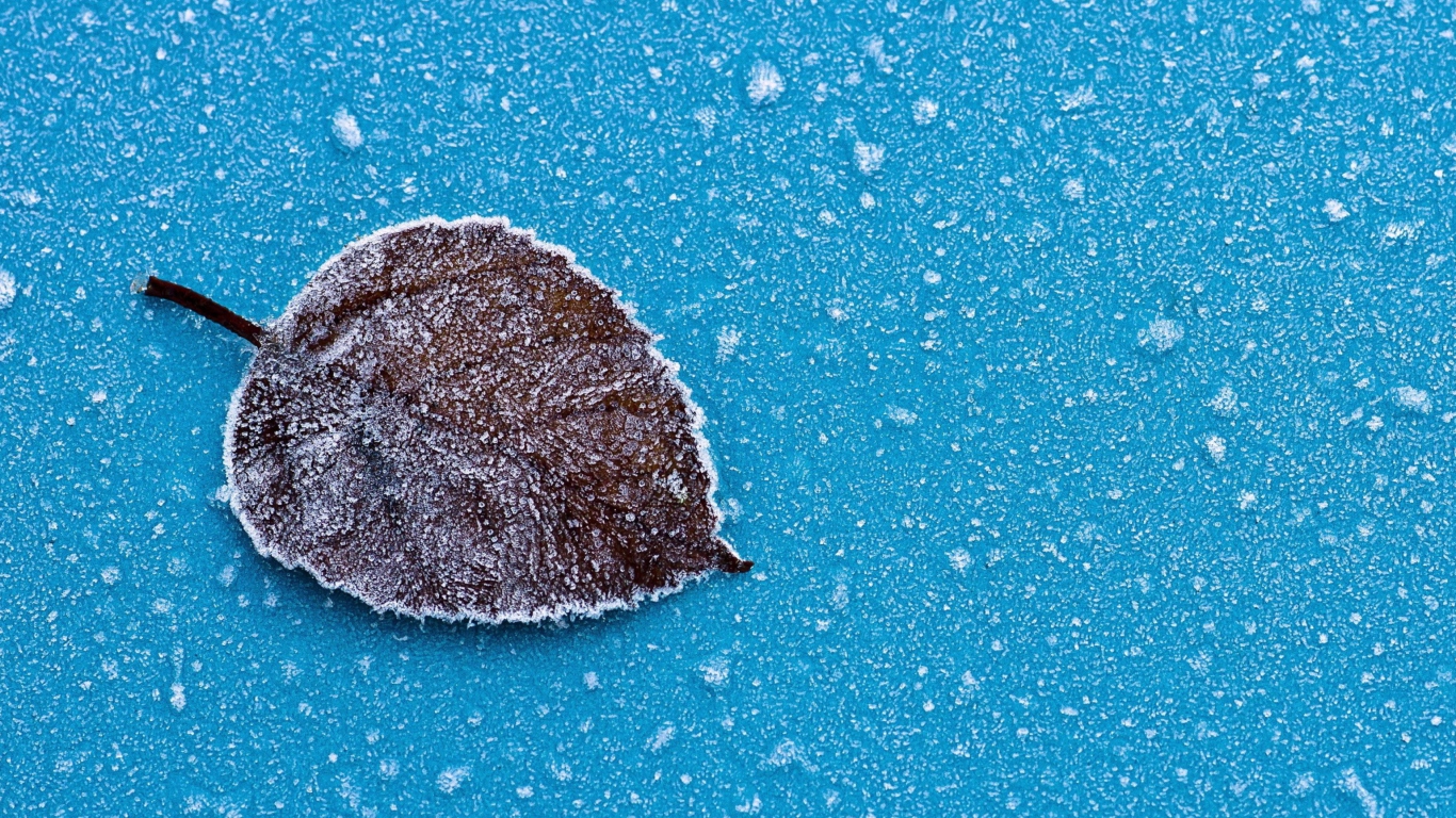Frozen Leaf wallpaper 1366x768