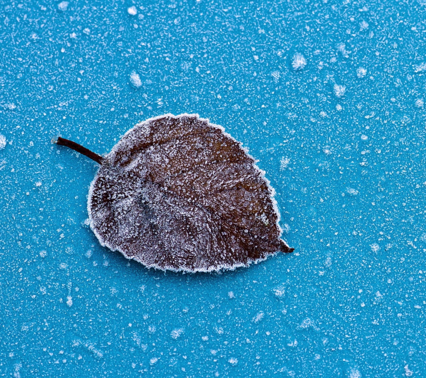 Das Frozen Leaf Wallpaper 1440x1280