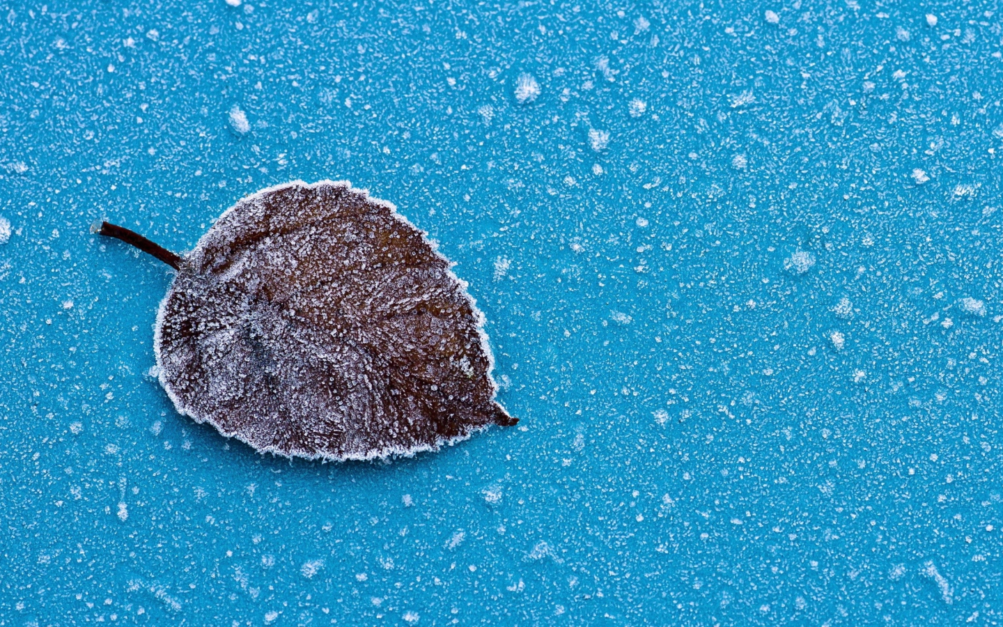 Обои Frozen Leaf 1440x900