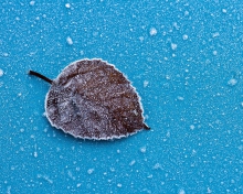 Frozen Leaf wallpaper 220x176