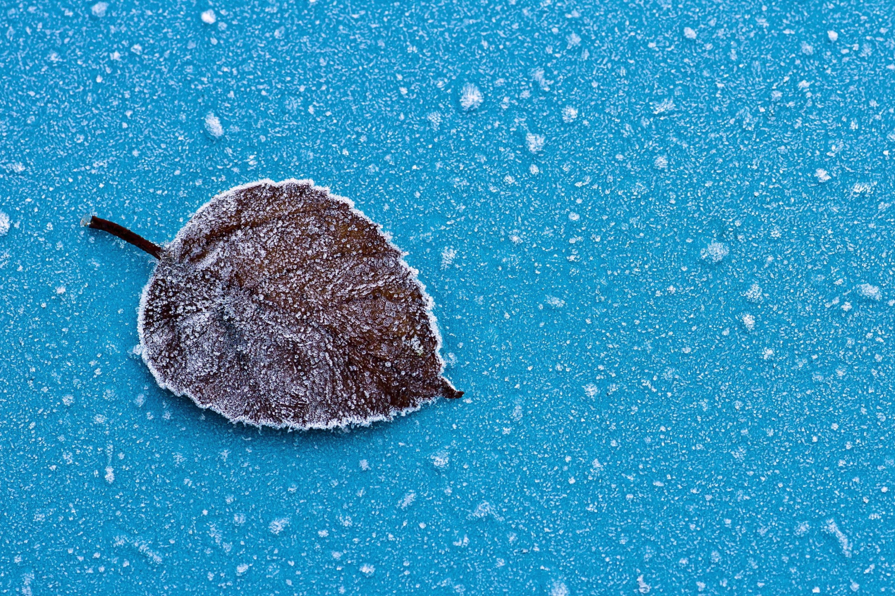 Das Frozen Leaf Wallpaper 2880x1920