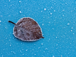 Sfondi Frozen Leaf 320x240