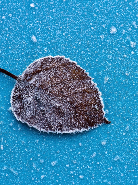 Fondo de pantalla Frozen Leaf 480x640