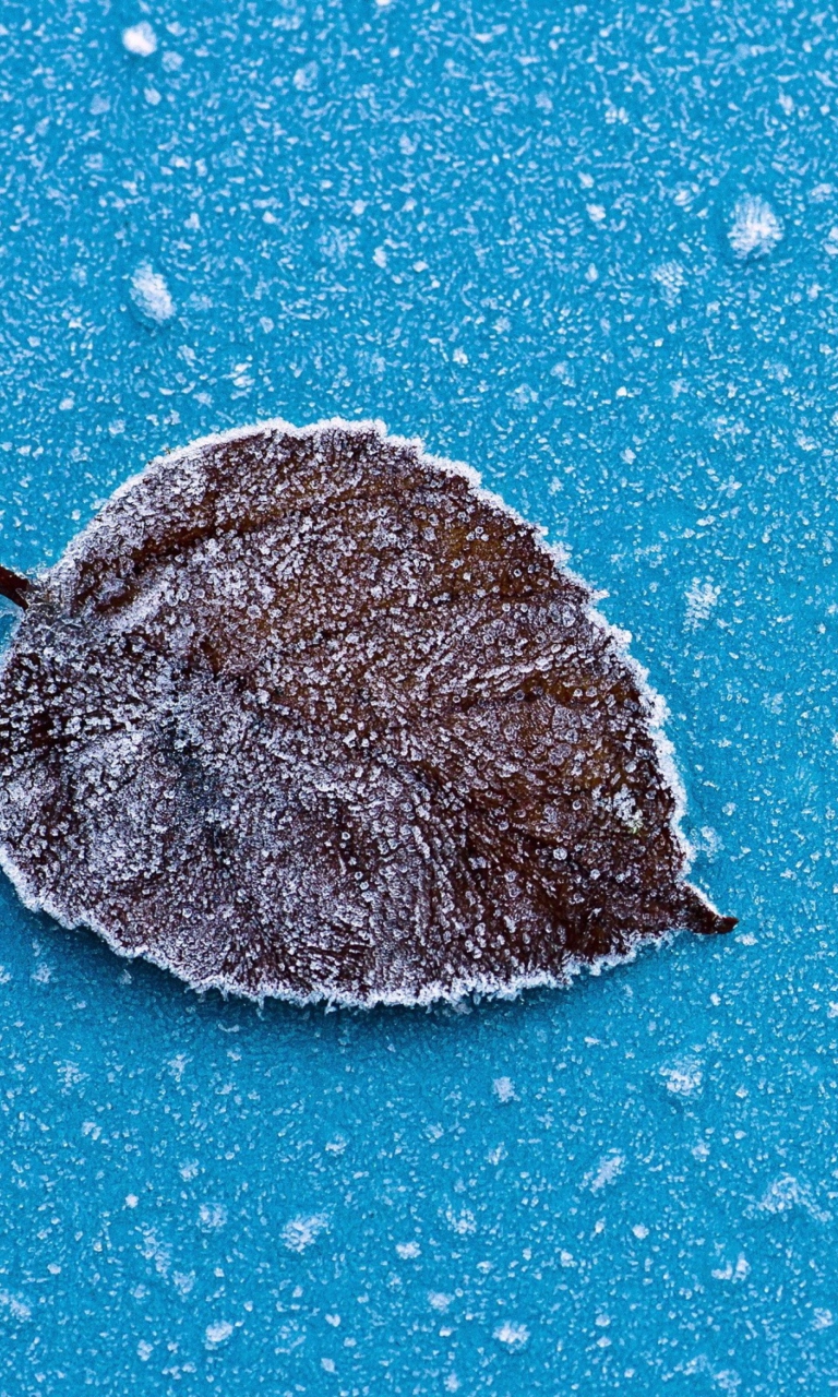 Frozen Leaf wallpaper 768x1280