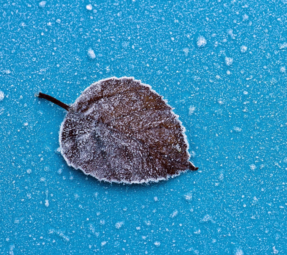Frozen Leaf wallpaper 960x854