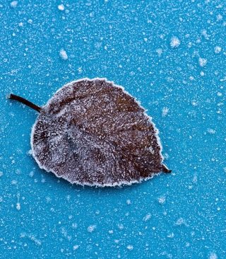 Frozen Leaf - Obrázkek zdarma pro Nokia Lumia 1520