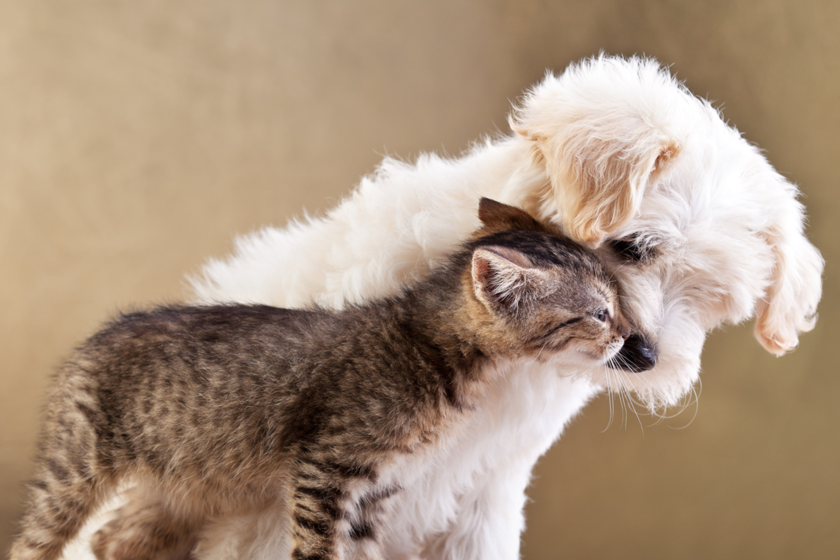 Dog Cat Love wallpaper 2880x1920