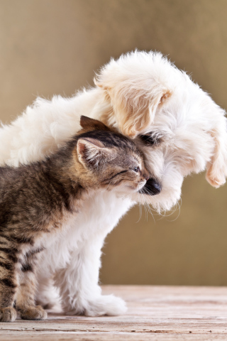 Das Dog Cat Love Wallpaper 320x480