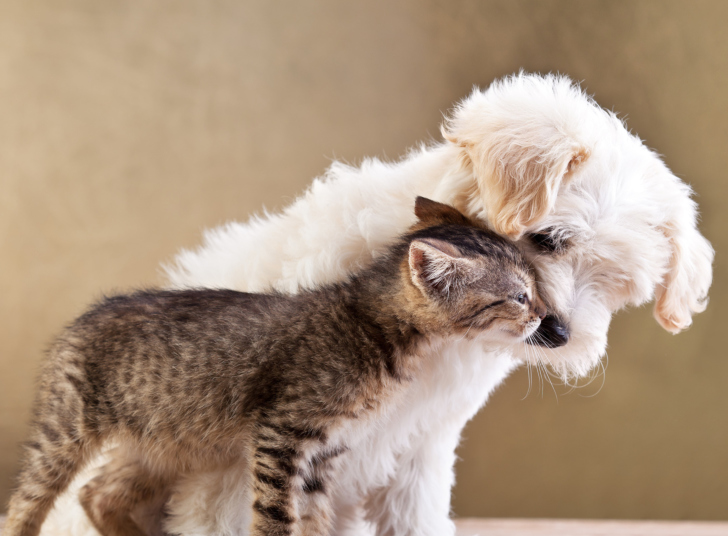 Das Dog Cat Love Wallpaper