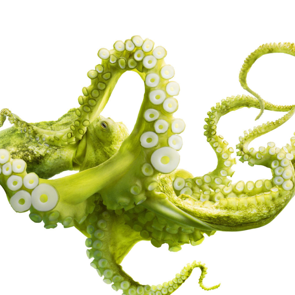 Обои Green Octopus 1024x1024