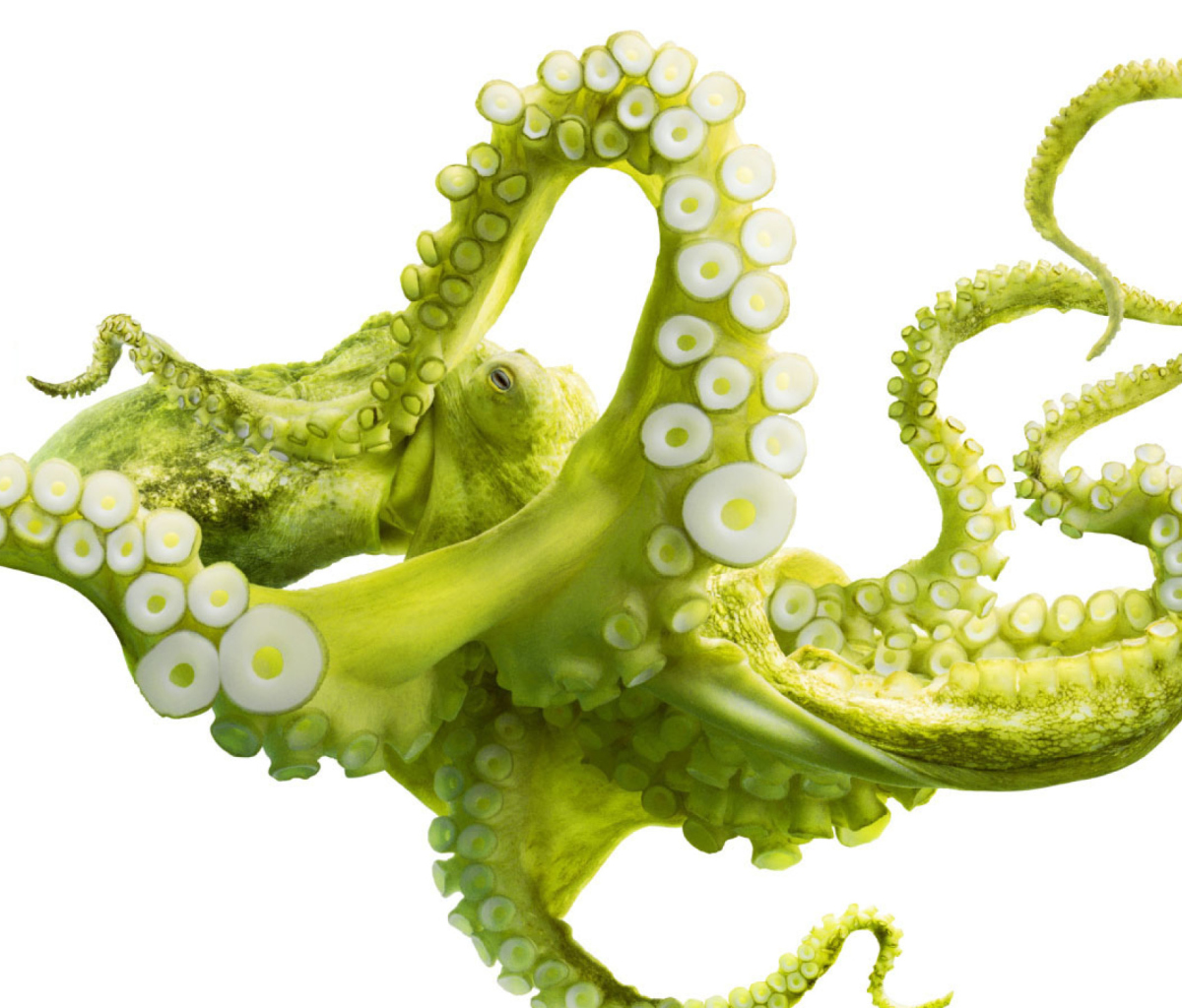 Green Octopus wallpaper 1200x1024