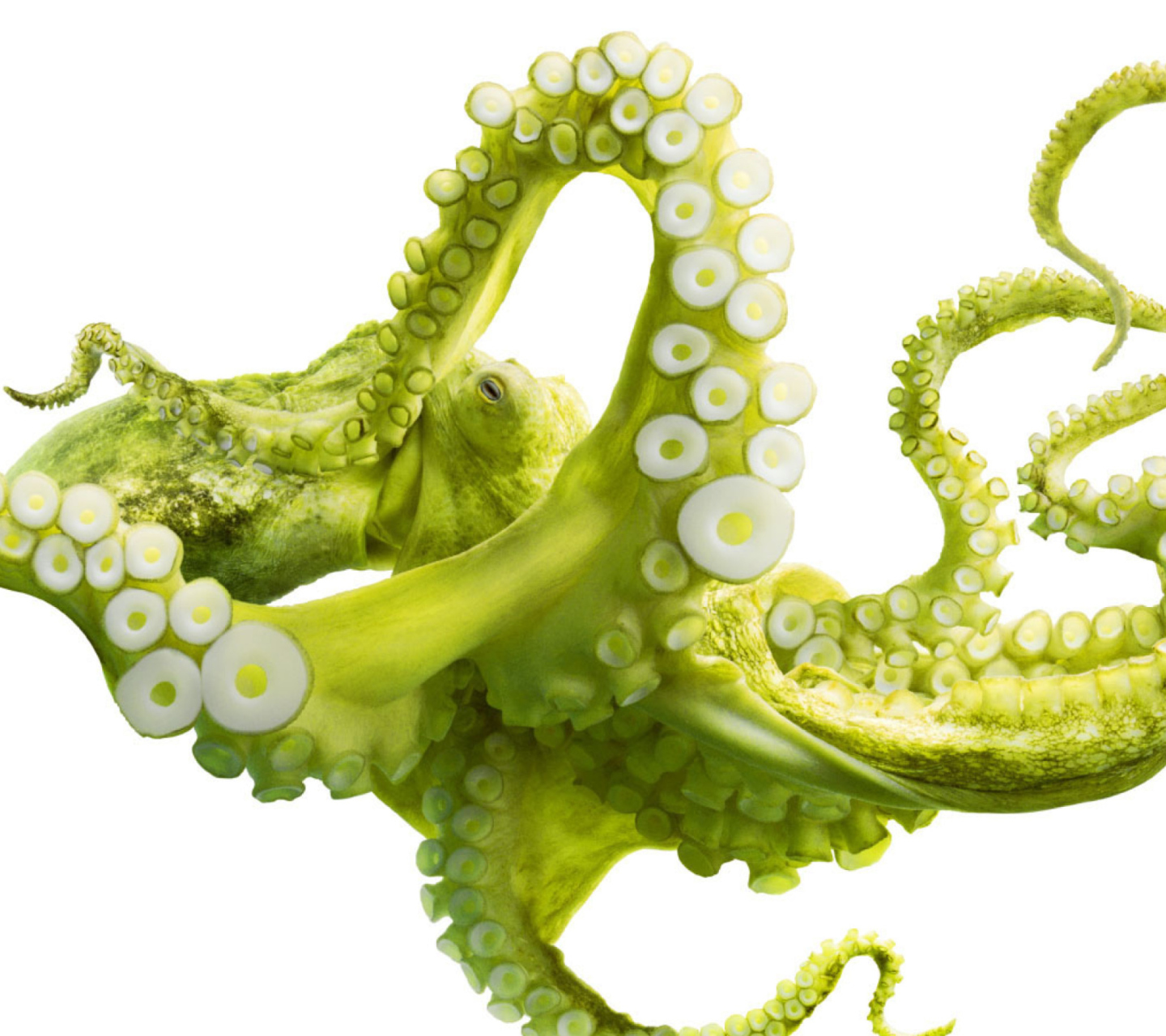 Das Green Octopus Wallpaper 1440x1280