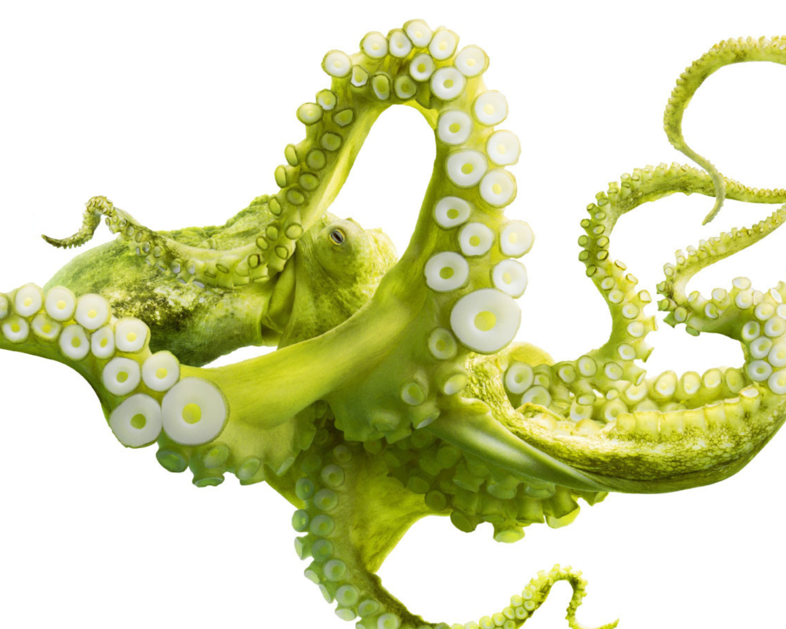 Green Octopus wallpaper 1600x1280