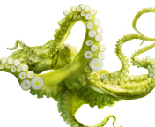 Green Octopus wallpaper 176x144