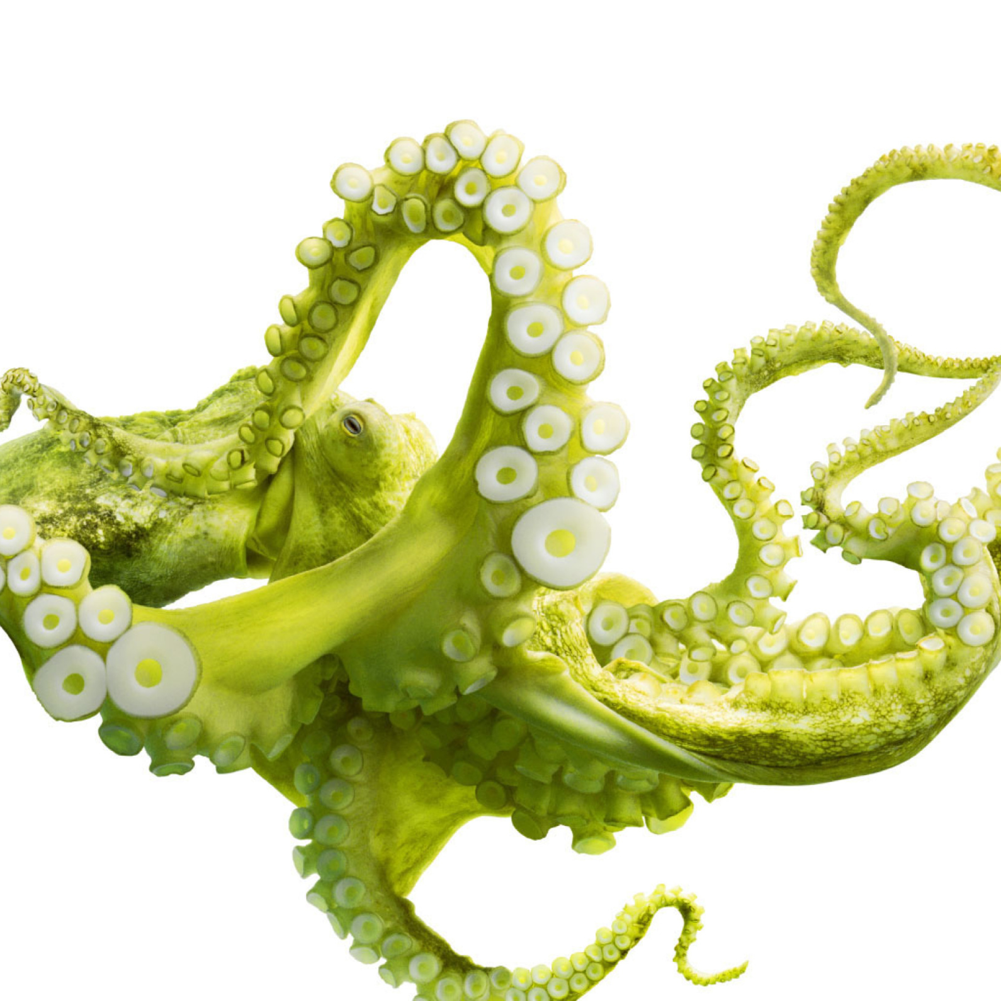 Green Octopus wallpaper 2048x2048
