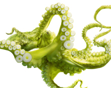 Green Octopus wallpaper 220x176
