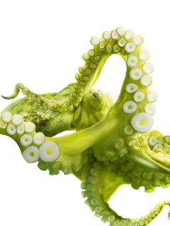 Das Green Octopus Wallpaper 240x320