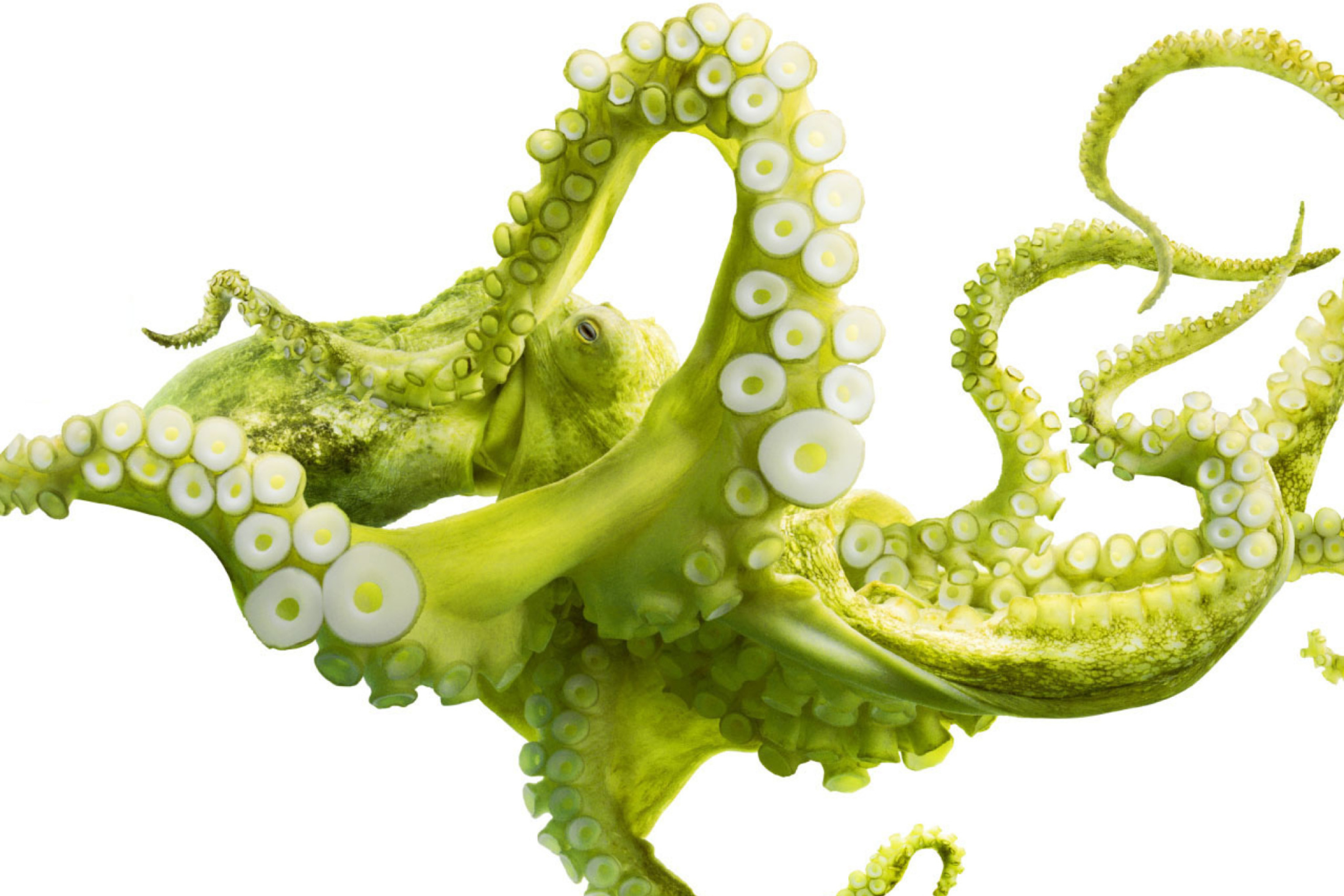 Das Green Octopus Wallpaper 2880x1920