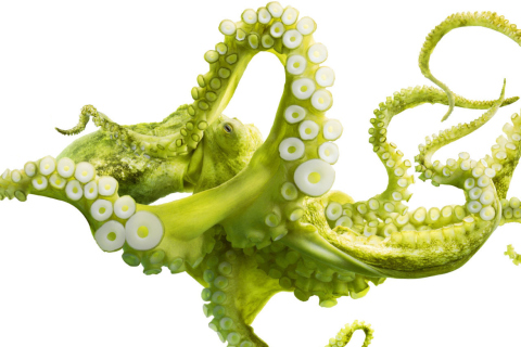 Обои Green Octopus 480x320