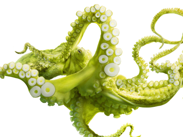 Das Green Octopus Wallpaper 640x480