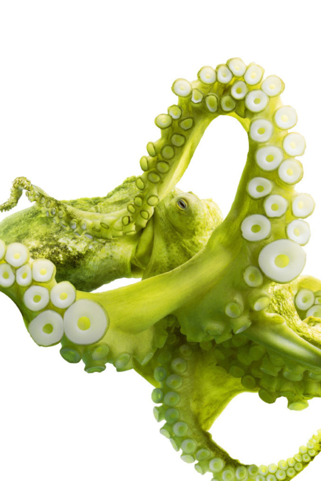 Sfondi Green Octopus 640x960