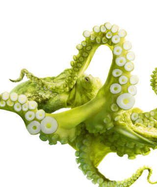 Kostenloses Green Octopus Wallpaper für Motorola WX395