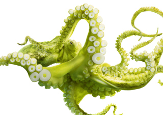 Green Octopus Background for Android, iPhone and iPad