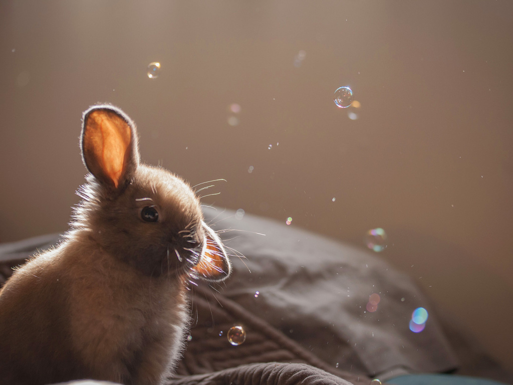 Fondo de pantalla Grey cutest bunny 1024x768