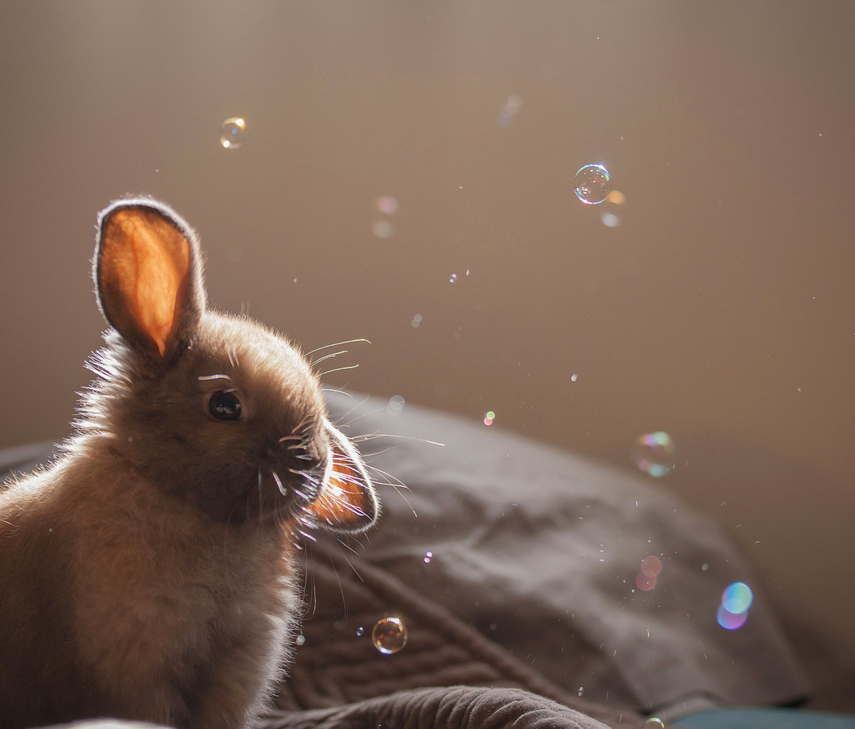 Fondo de pantalla Grey cutest bunny 1200x1024