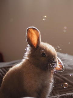 Fondo de pantalla Grey cutest bunny 240x320