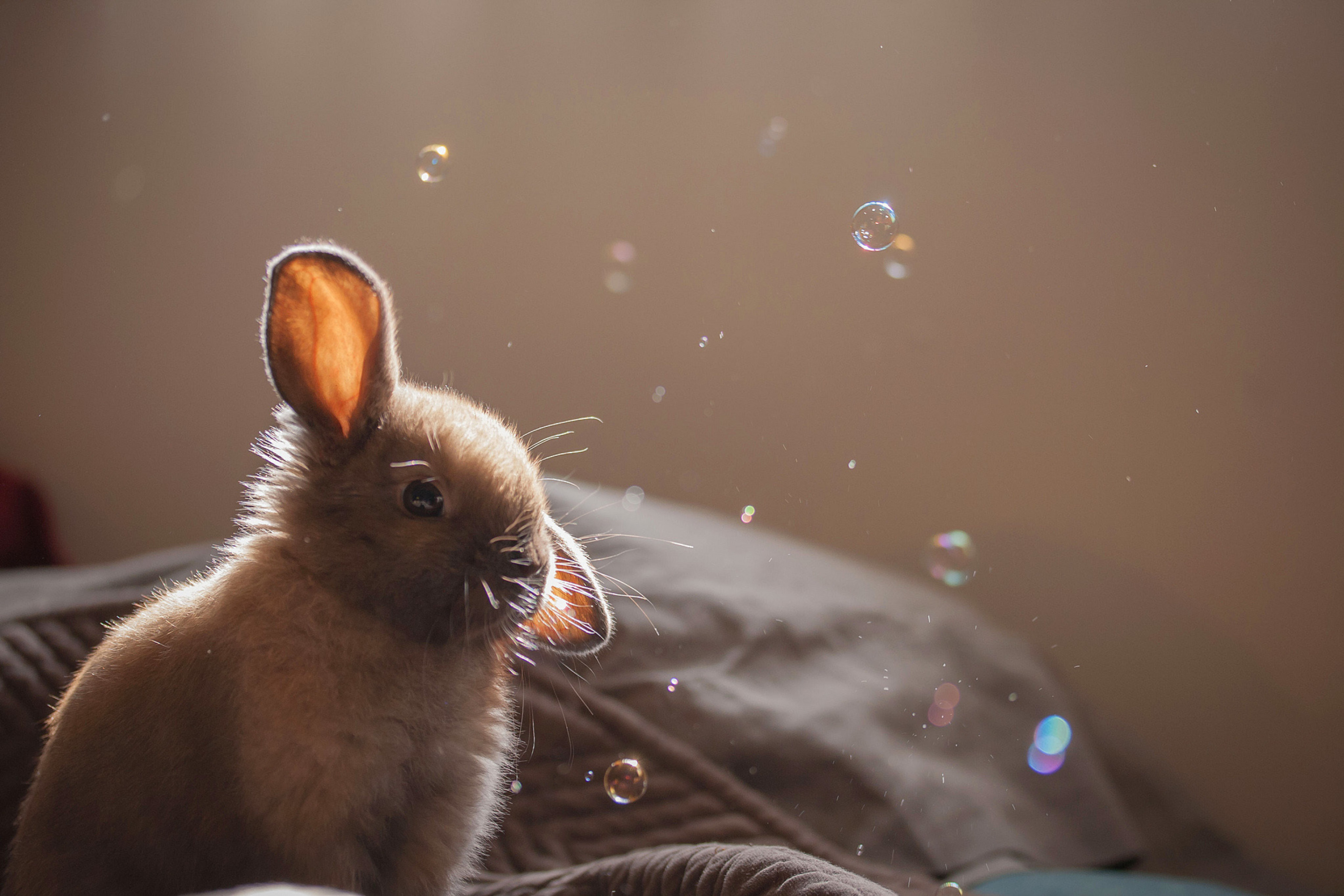 Fondo de pantalla Grey cutest bunny 2880x1920