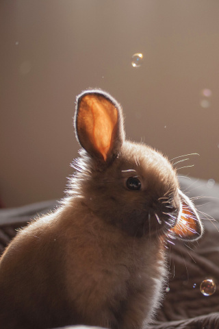 Das Grey cutest bunny Wallpaper 320x480