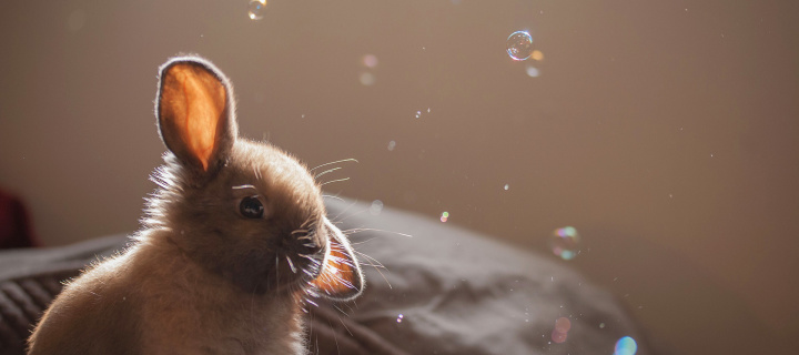 Das Grey cutest bunny Wallpaper 720x320