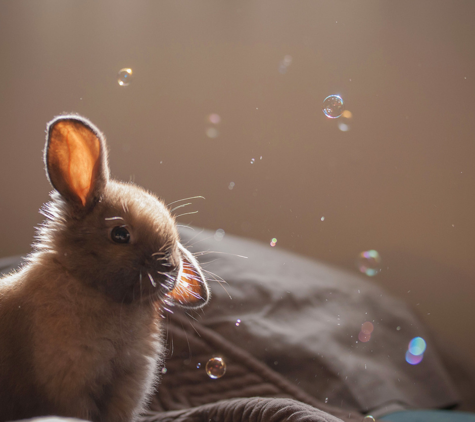 Grey cutest bunny screenshot #1 960x854