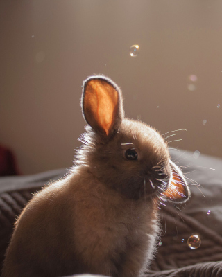 Grey cutest bunny sfondi gratuiti per Nokia Lumia 928
