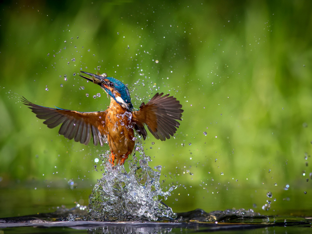 Fondo de pantalla Common Kingfisher 1024x768