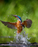 Sfondi Common Kingfisher 128x160
