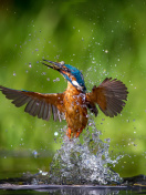 Common Kingfisher wallpaper 132x176