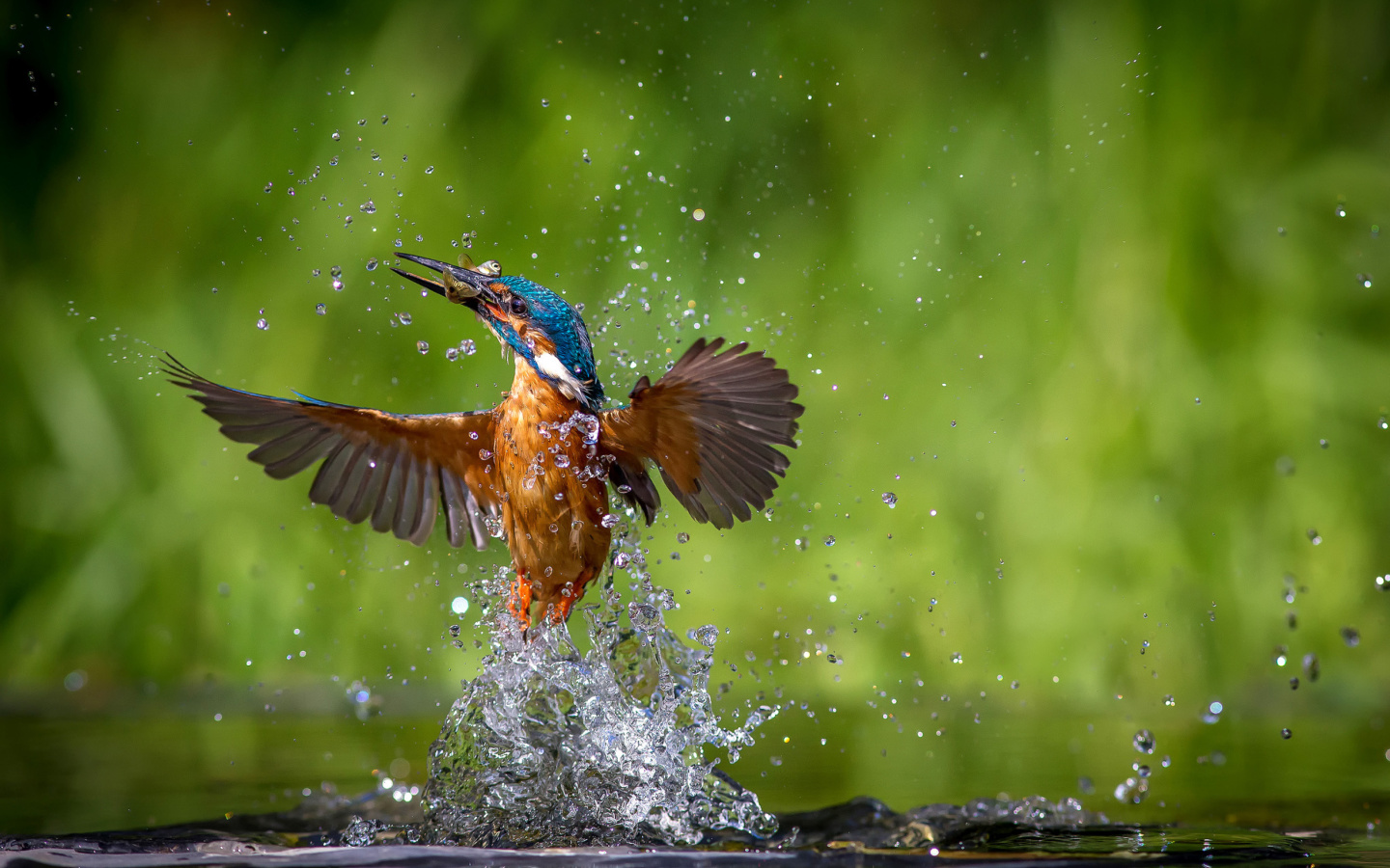 Fondo de pantalla Common Kingfisher 1440x900