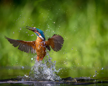 Fondo de pantalla Common Kingfisher 220x176