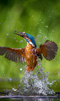 Common Kingfisher screenshot #1 240x400