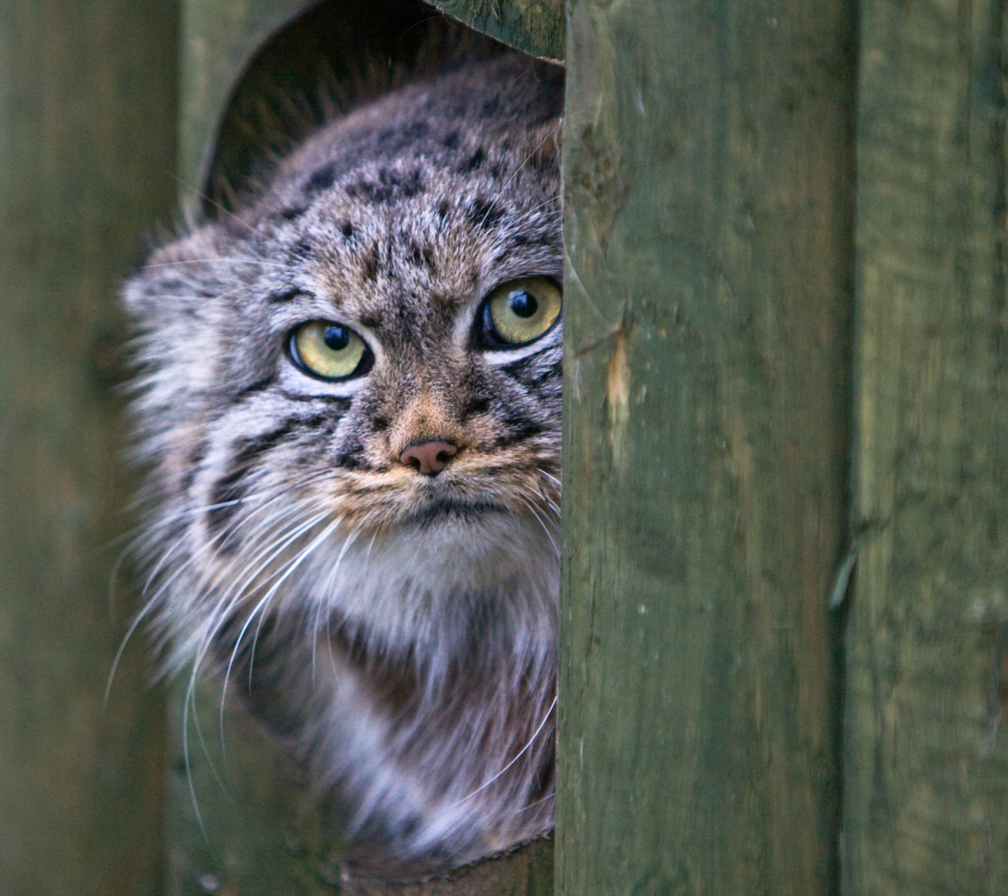 Fondo de pantalla Pallas's Cat Or Manul 1440x1280