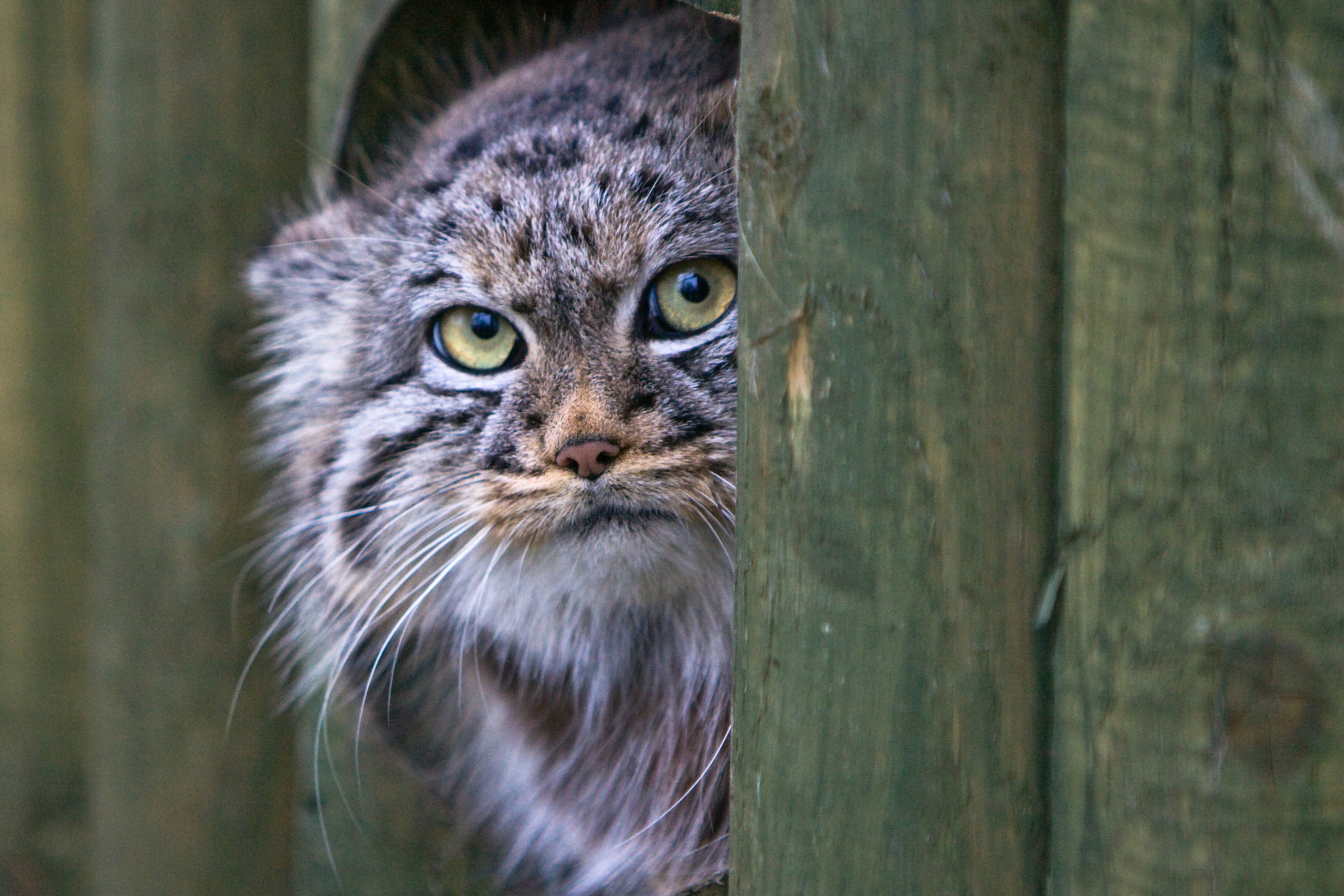 Pallas's Cat Or Manul screenshot #1 2880x1920